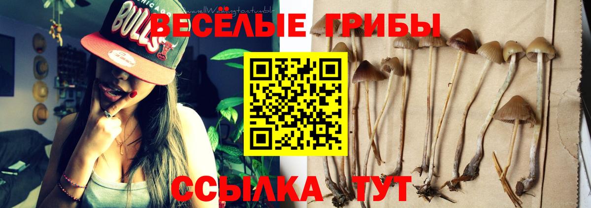как найти закладки  Псилоцибиновые грибы мицелий  Вход с VPN  Сальск 
